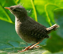 Eurasian Wren