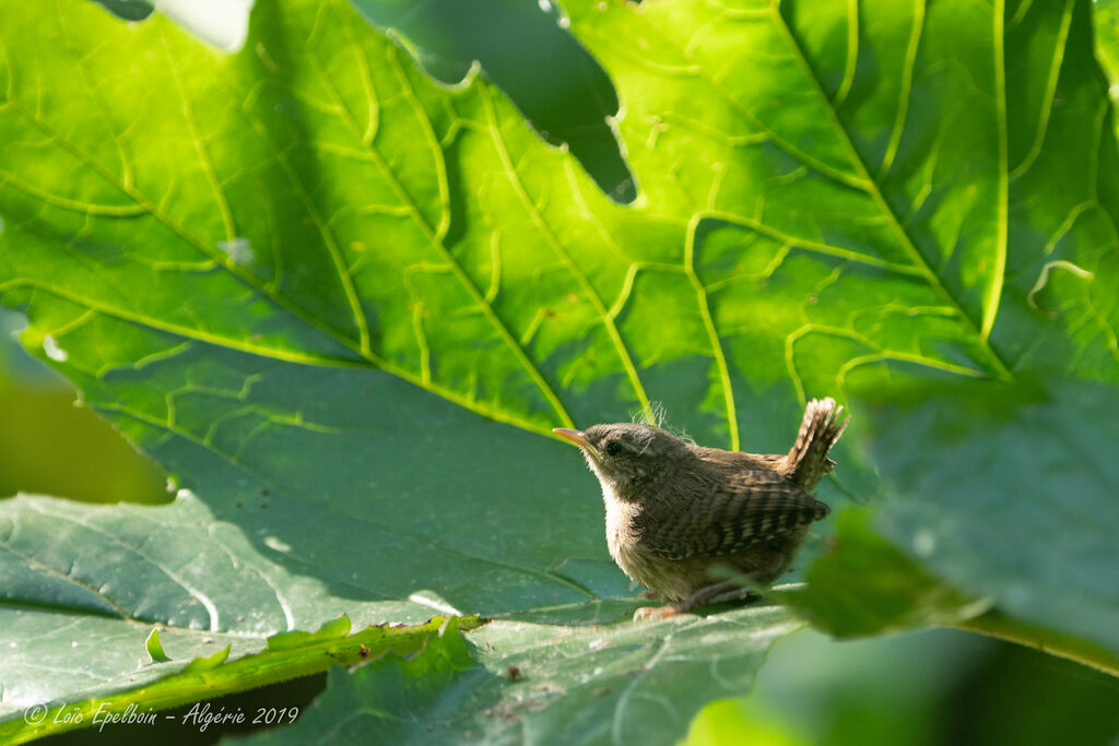 Eurasian Wren