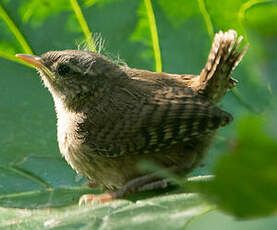 Troglodyte mignon