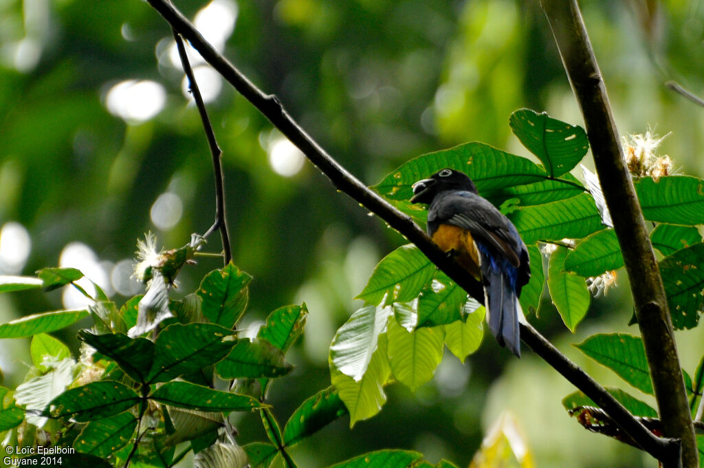 Green-backed Trogon