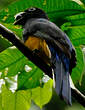 Trogon à queue blanche