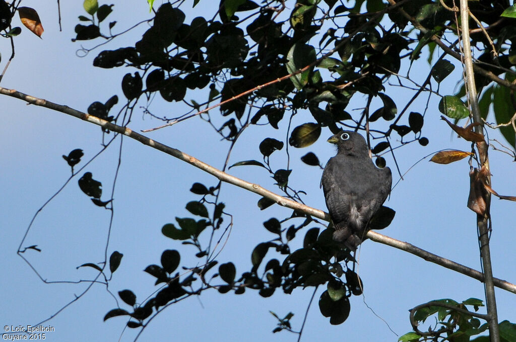 Green-backed Trogon