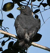 Green-backed Trogon