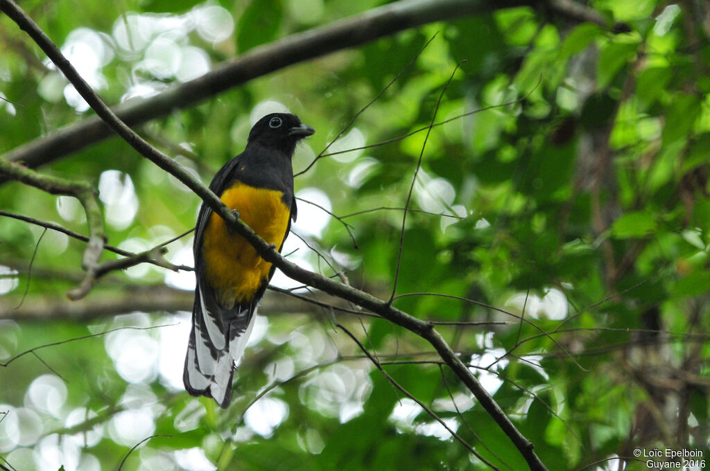 Green-backed Trogon