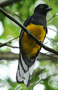 Trogon à queue blanche