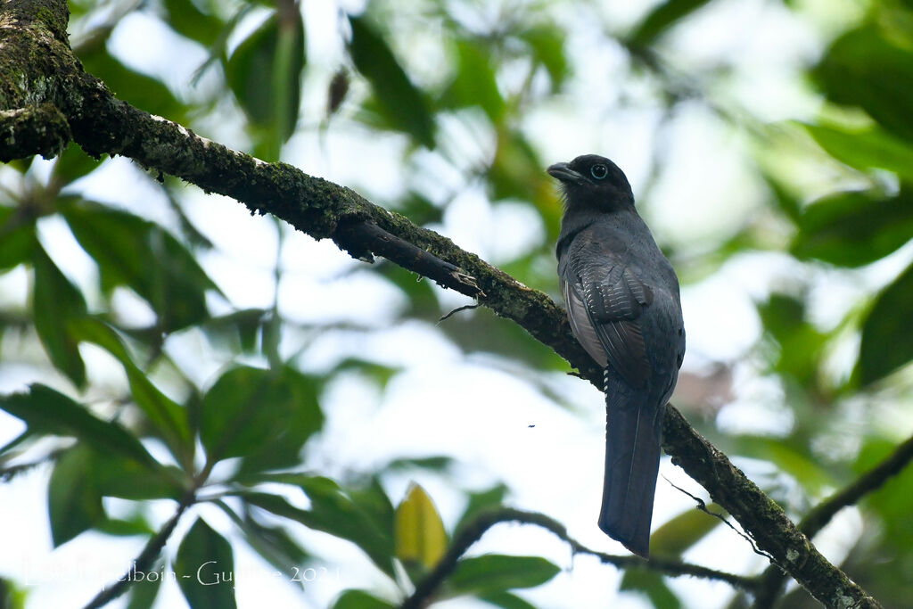 Trogon à queue blanche