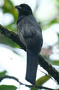 Trogon à queue blanche