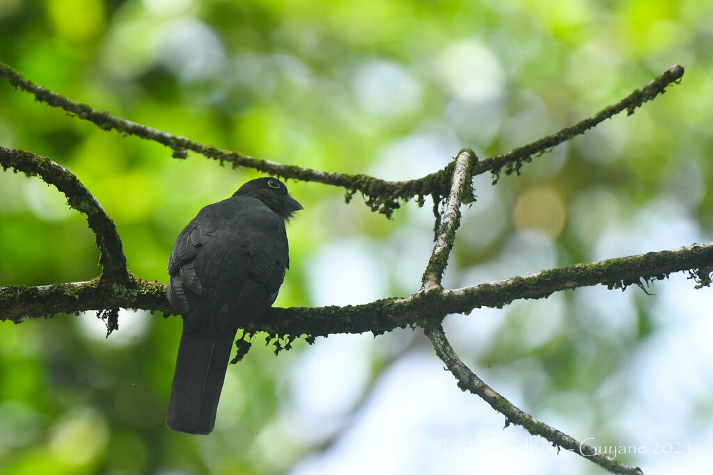 Trogon à queue blanche