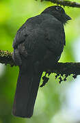 Green-backed Trogon