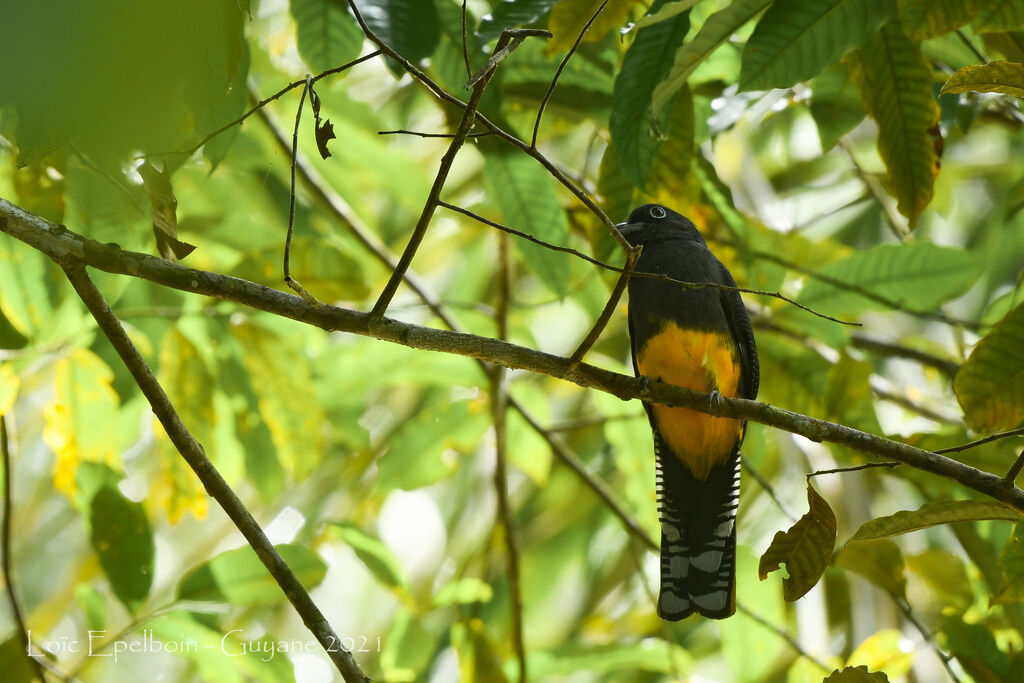 Trogon à queue blanche