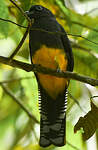 Trogon à queue blanche