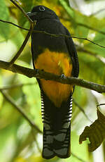 Trogon à queue blanche