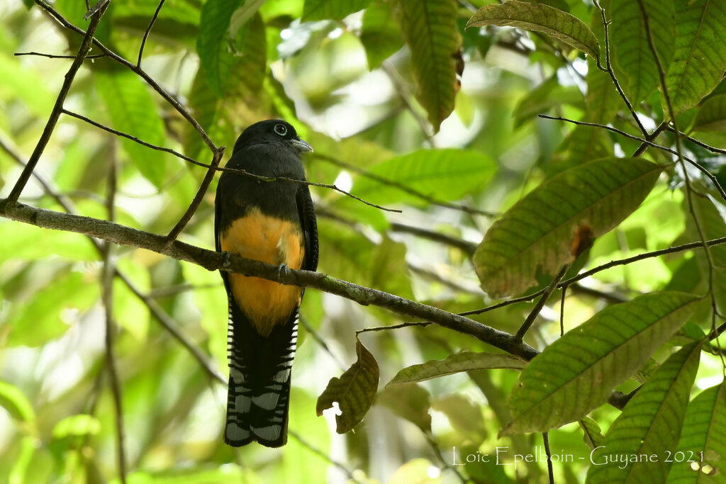 Trogon à queue blanche