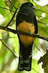 Trogon à queue blanche