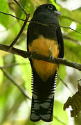 Green-backed Trogon