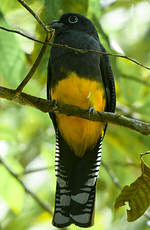 Trogon à queue blanche