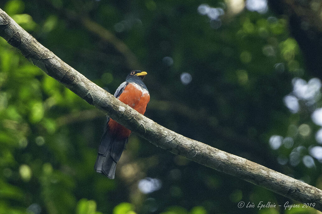 Black-tailed Trogon