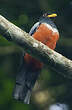 Trogon à queue noire