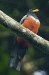 Trogon à queue noire