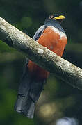 Black-tailed Trogon