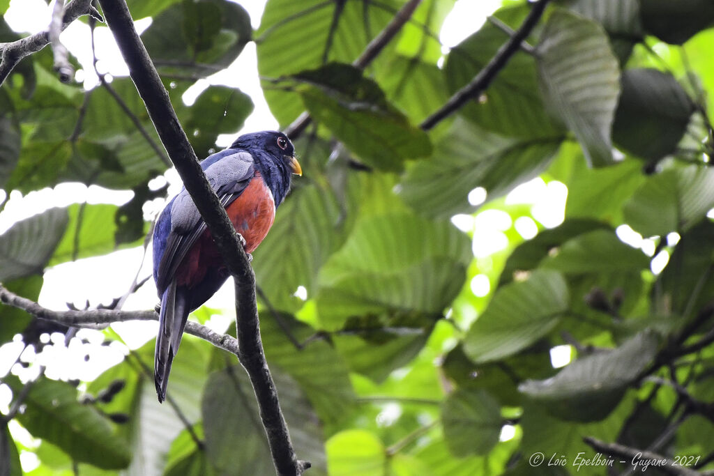 Trogon à queue noire