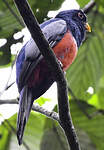 Trogon à queue noire