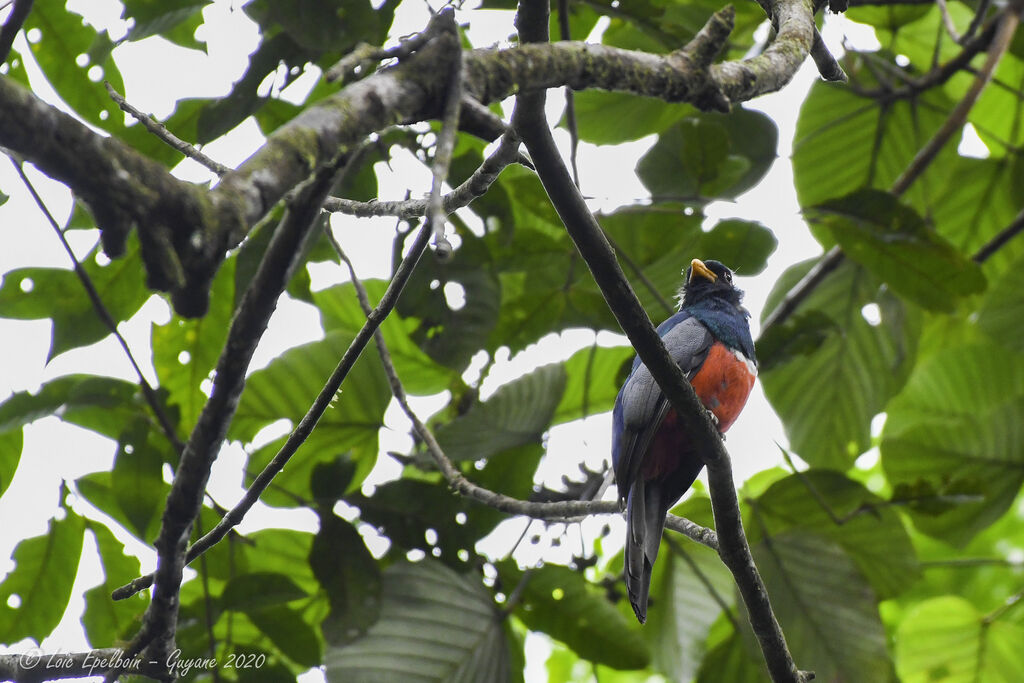 Trogon à queue noire