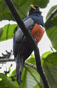 Trogon à queue noire