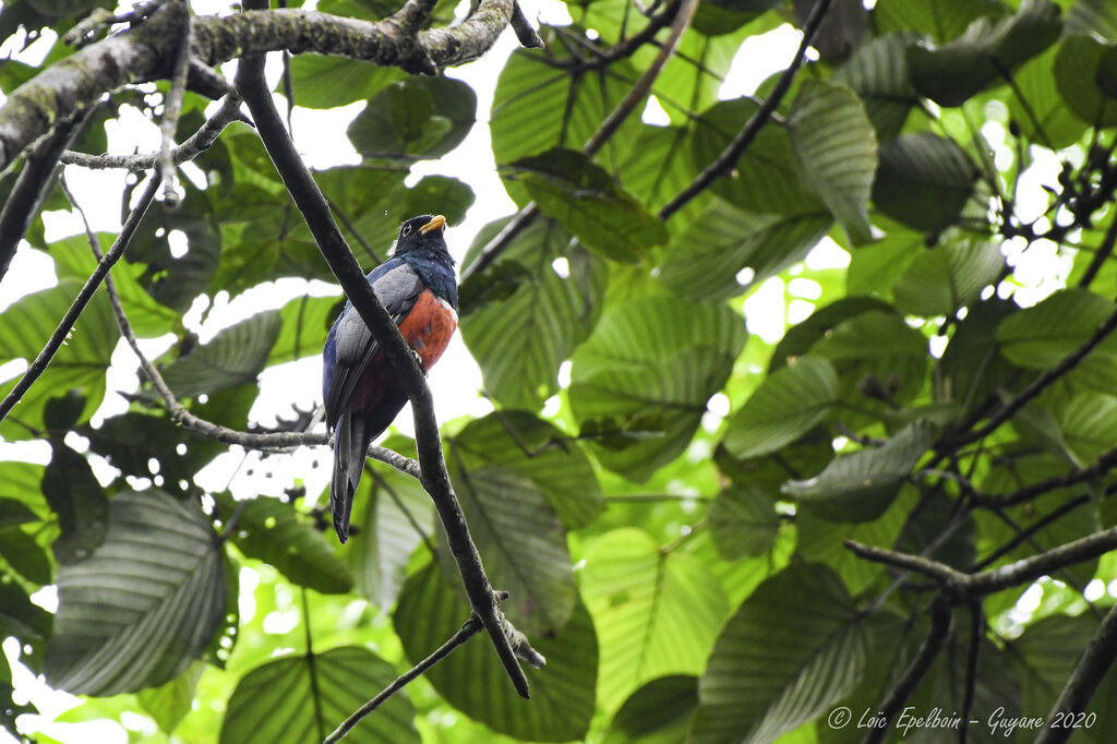 Trogon à queue noire