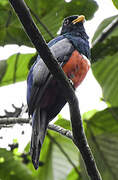 Trogon à queue noire