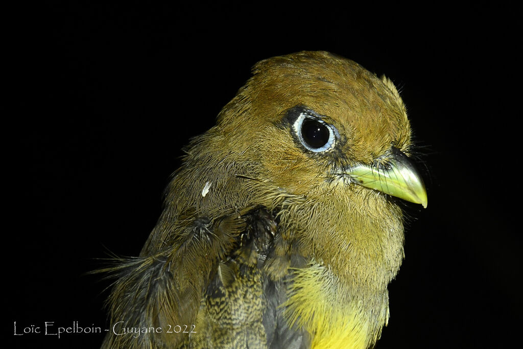 Trogon aurore