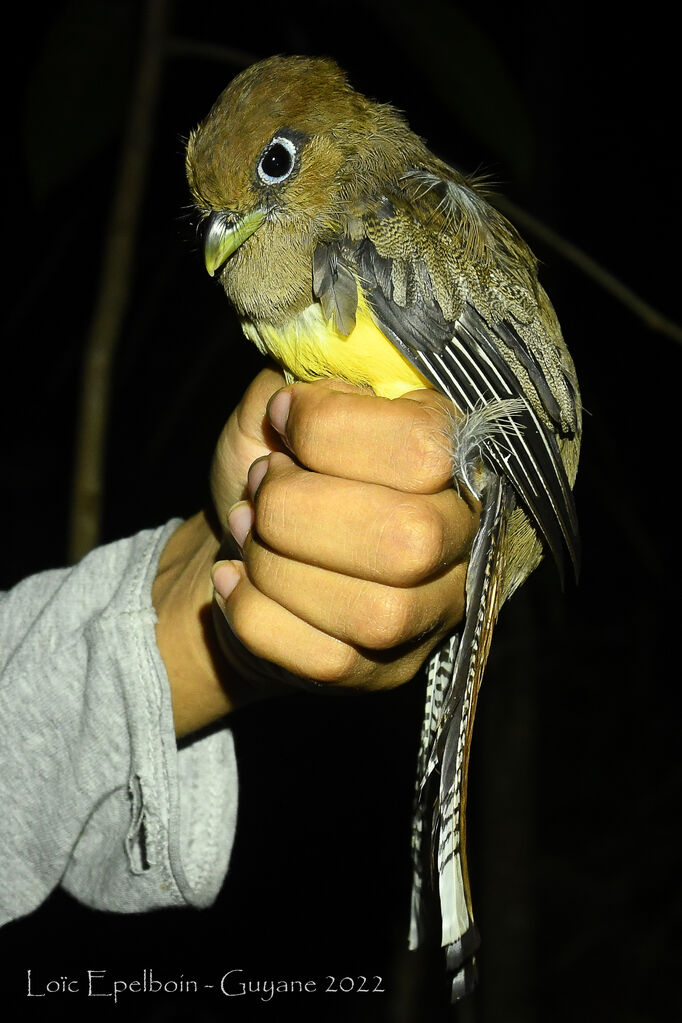 Amazonian Black-throated Trogon