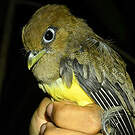 Trogon aurore