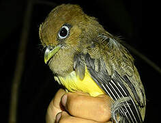 Amazonian Black-throated Trogon