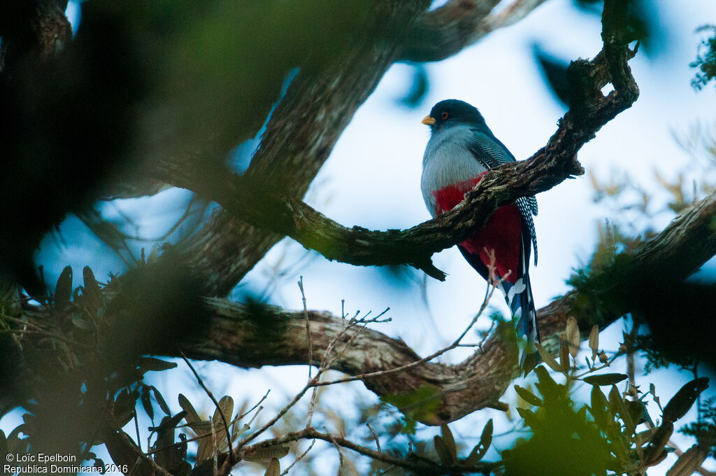 Trogon damoiseau