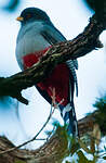 Trogon damoiseau