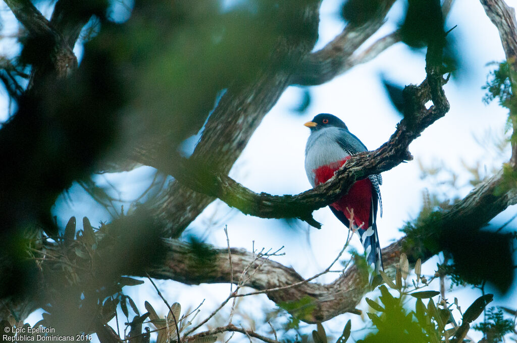 Trogon damoiseau