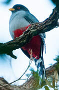 Hispaniolan Trogon