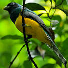Trogon de Cabanis