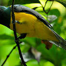 Trogon de Cabanis
