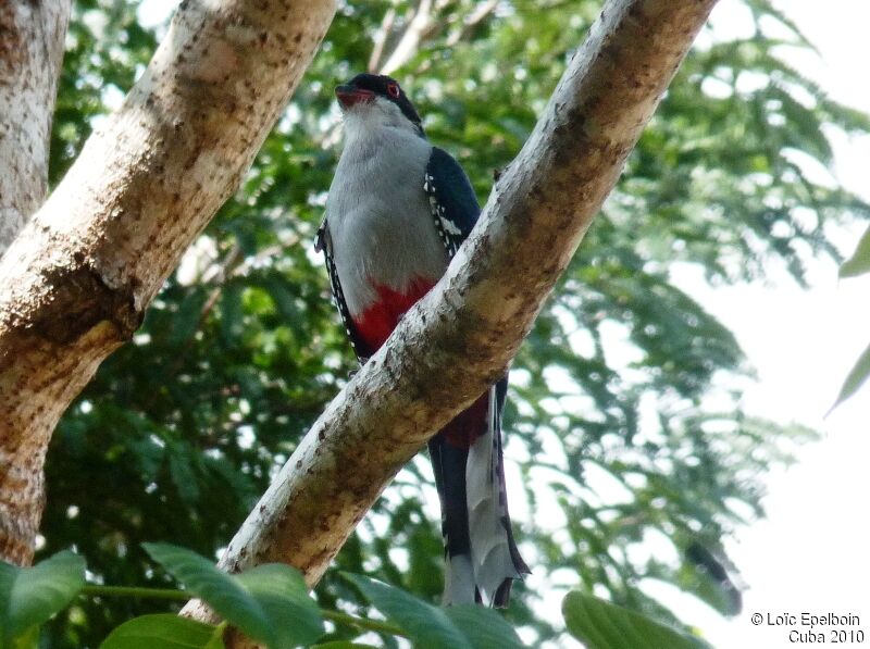 Trogon de Cuba