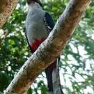 Trogon de Cuba