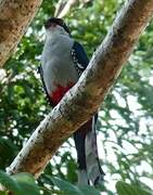 Trogon de Cuba