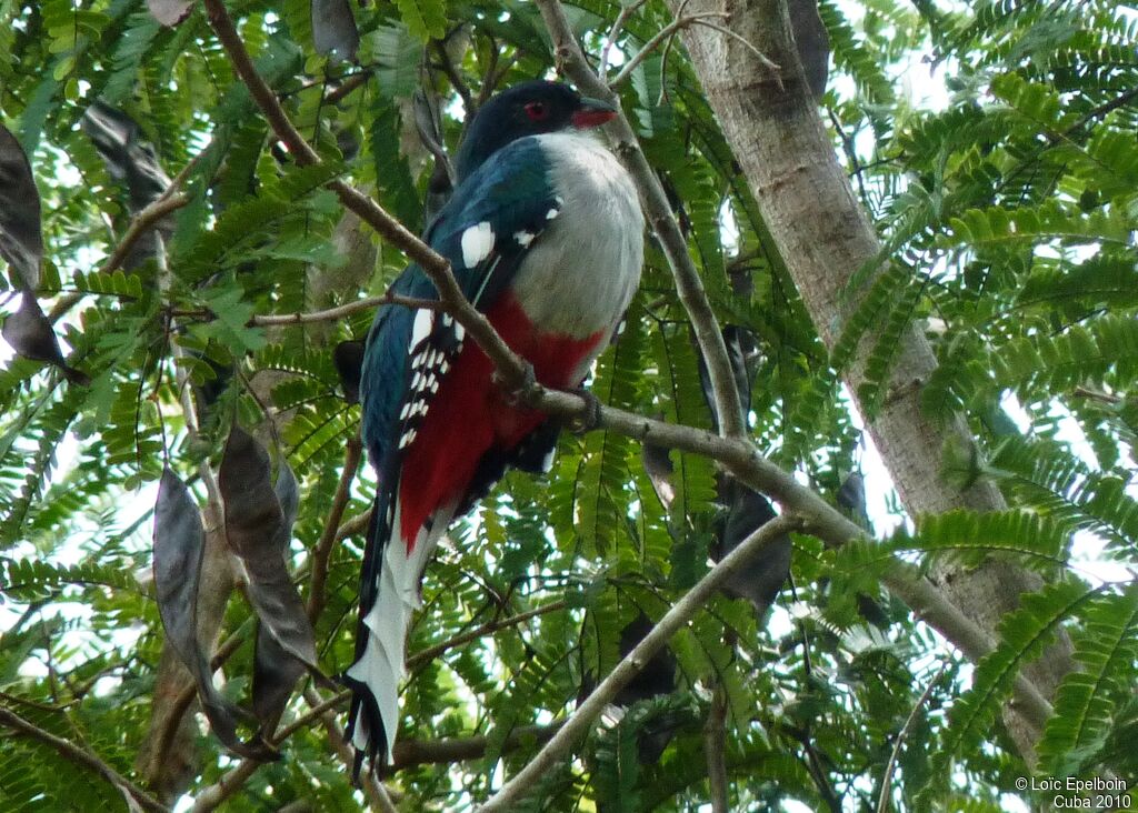 Cuban Trogon