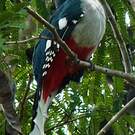 Trogon de Cuba