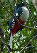 Trogon de Cuba