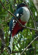 Trogon de Cuba