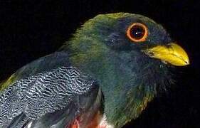 Collared Trogon