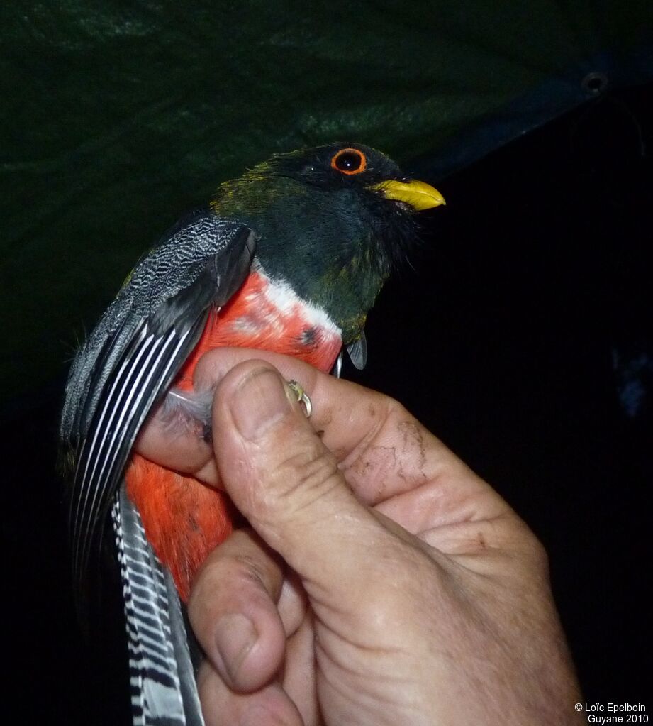 Collared Trogon