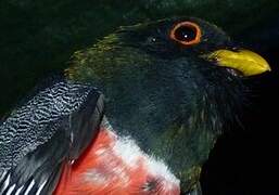 Collared Trogon